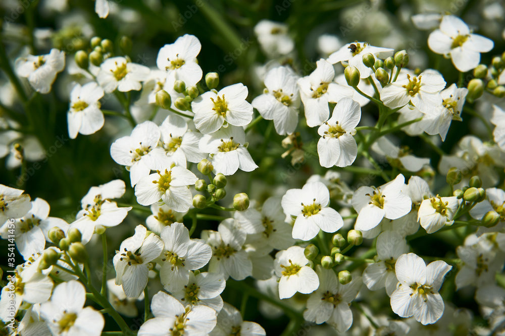 Defocused background with blooming white flowers. Close up. Defocused background with blooming white flowers. Close up.