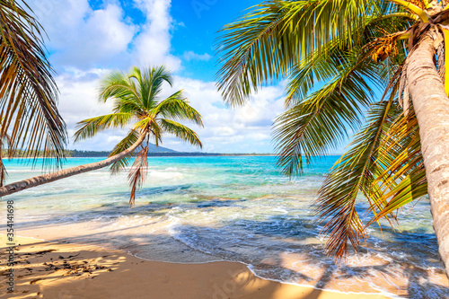 Fototapeta Naklejka Na Ścianę i Meble -  Palm trees on the wild tropical beach in Dominican Republic. Vacation travel background