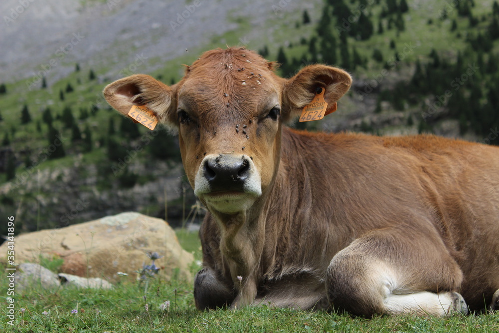 Ternero pradera marrón primer plano en Valle de Ordesa (Huesca, España)