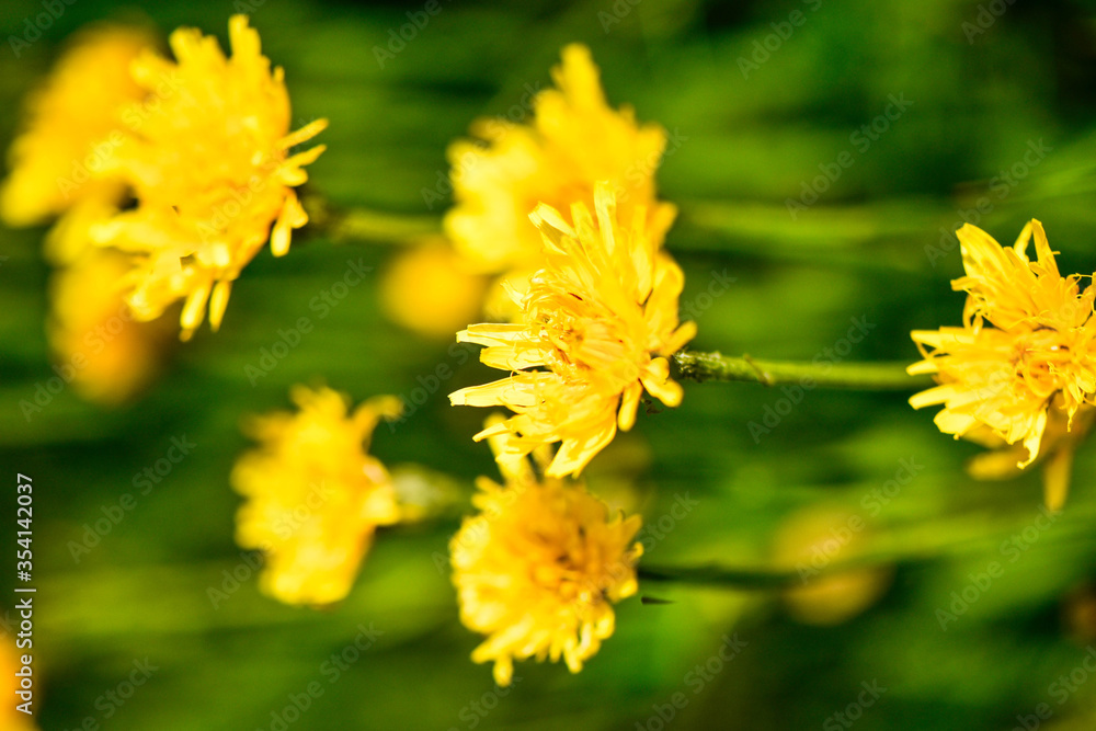 fleur jaune fleur jaune