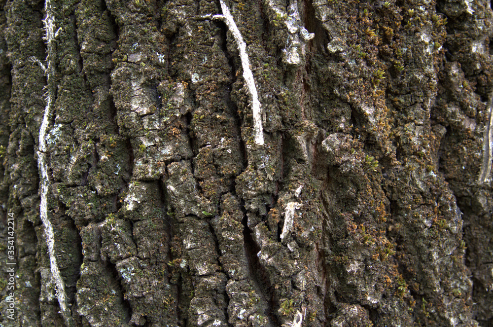Ripresa a distanza ravvicinata di una corteccia di quercia.
Ripresa a distanza ravvicinata di una corteccia di quercia.