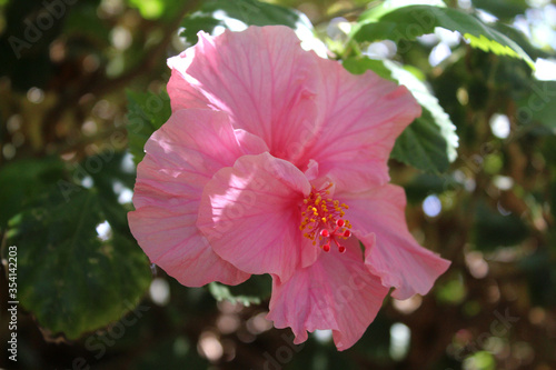 Hibiscus rosa-sinensis – Ibisco