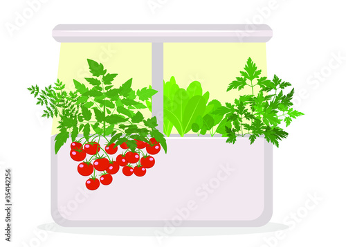 Smart indoor garden. Vector isolated flat image on white background. Smart garden on the windowsill.Concept of modern vegetable growing at home. Indoor tomatoes