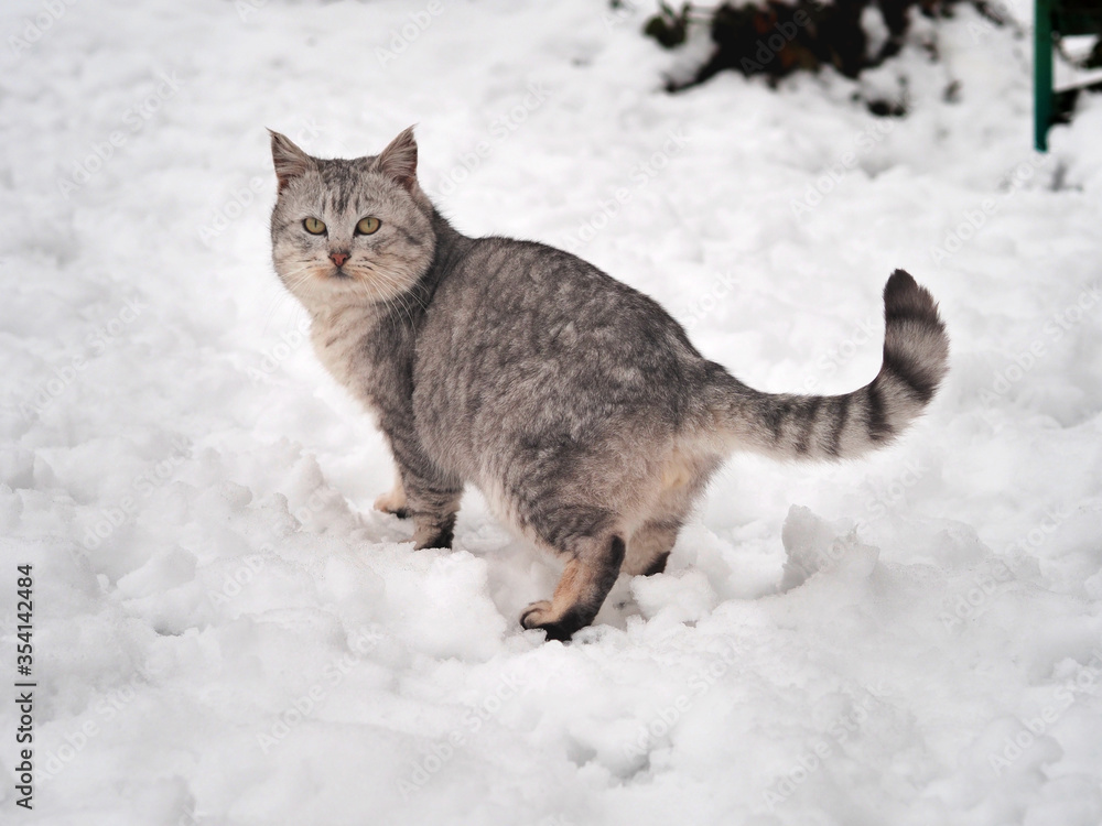 Cute kitten walking in the snow in winter. Gray cat walking in the snow. Cute kitten walking in the snow in winter. Gray cat walking in the snow.