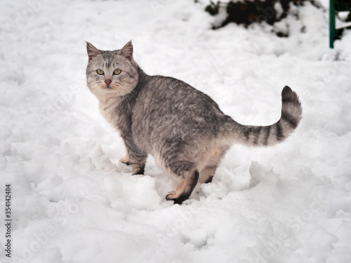 Cute kitten walking in the snow in winter. Gray cat walking in the snow.