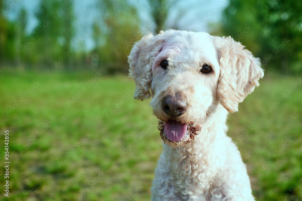 Portrait of a dog in nature. Large royal sheared poodle. Portrait of a dog in nature. Large royal sheared poodle.