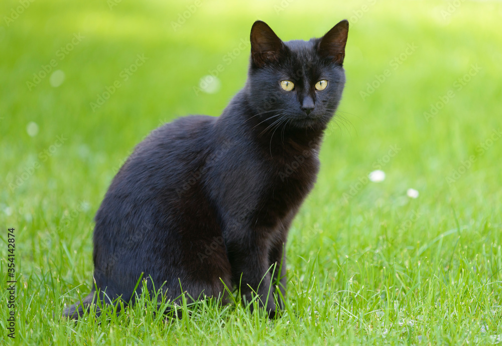 Black cat in grass
