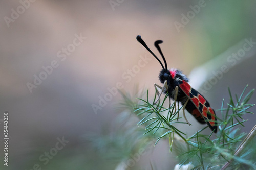 Macrophotographie d'une zygène photo