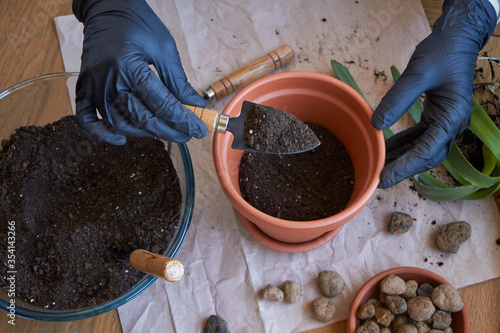 Canvas Print Step by step transplanting home plant aloe vera into clay flower pot, female han