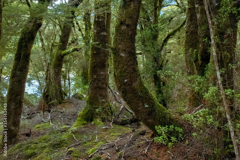 Fototapeta premium Forest along the trail to Blue Pools, South Island, New Zealand