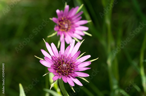 macro fiori