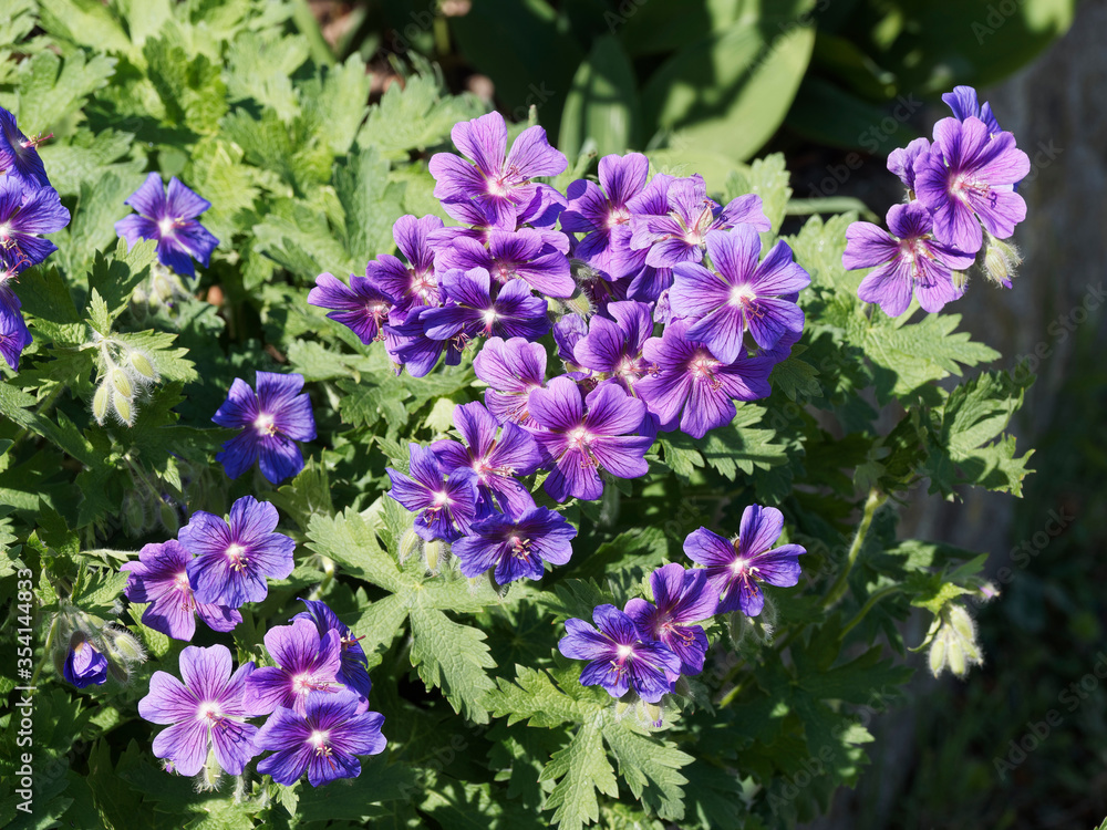 Géranium magnificum ou bec de grue à inflorescence spectaculaire en cymes bleu-violet soutenu et large feuillage vert franc du géranium vivace magnificum Géranium magnificum ou bec de grue à inflorescence spectaculaire en cymes bleu-violet soutenu et large feuillage vert franc du géranium vivace magnificum