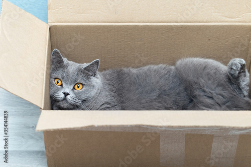 Charming cat lies in a cardboard box, cat's habit of getting into parcels