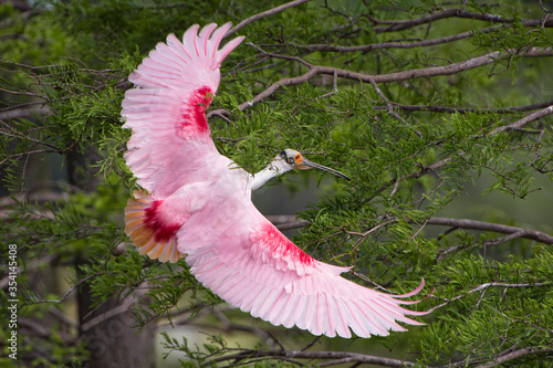 Foto Roseate Spoonbill in Flight in Evangeline Parish Louisiana