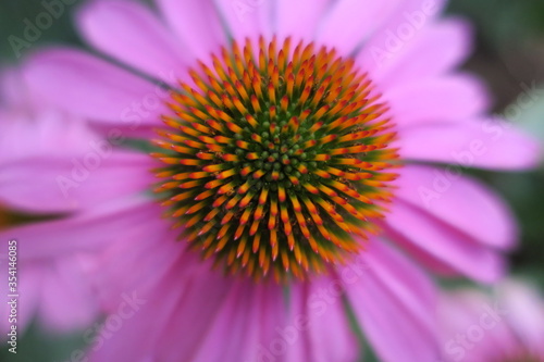 Flower macro 