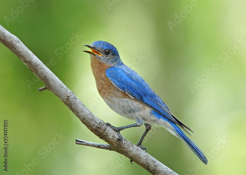 Male Eastern Bluebird Perched on Diagonal Branch Against Soft Green Background © Bonnie Taylor Barry 
