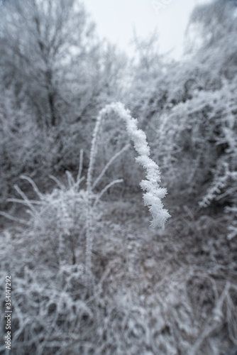 A long curved frosted branch in a winter forest with selective focus and a bokeh background
