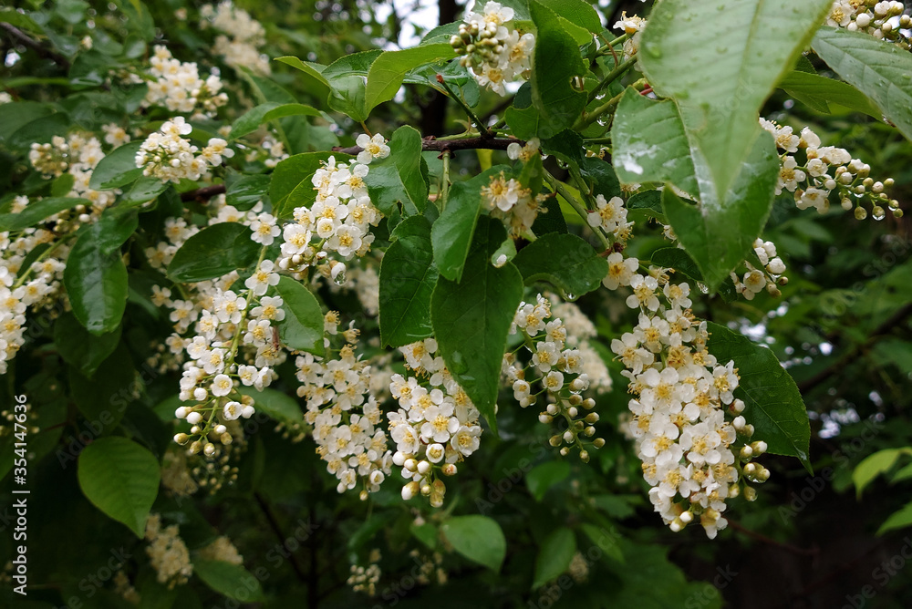 Branches of flowering bird cherry tree after the rain. Wet flowers and leaves. Water drops on leaves. Branches of flowering bird cherry tree after the rain. Wet flowers and leaves. Water drops on leaves.