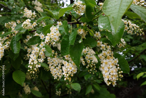 Branches of flowering bird cherry tree after the rain. Wet flowers and leaves. Water drops on leaves. 