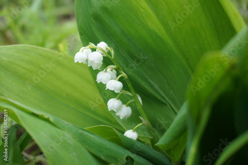 lily of the valley flower in the park