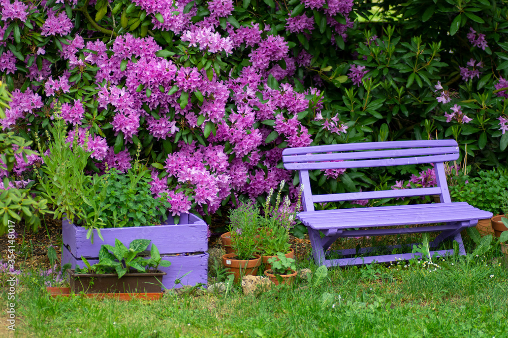 Pink wooden bench with pink purple flowers of a Rhododendron shrub (Rhododendron roseum elegans) in the background. Pink wooden bench with pink purple flowers of a Rhododendron shrub (Rhododendron roseum elegans) in the background.