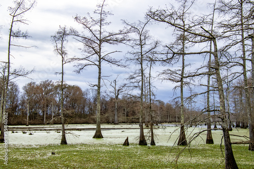 Tree in Louisianan bayou photo