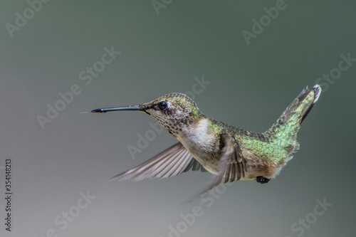 Hummingbird Hovering in Mid Air in South Central Louisiana