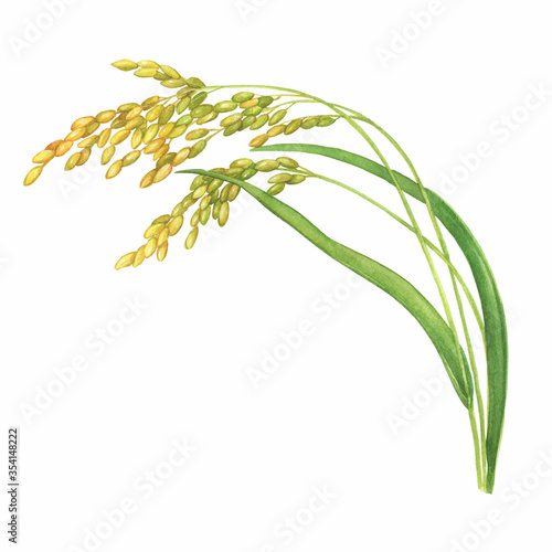 Branch of the rice plant with leaves and grains (Oryza sativa, Asian rice). Watercolor hand drawn painting illustration isolated on a white background. photo