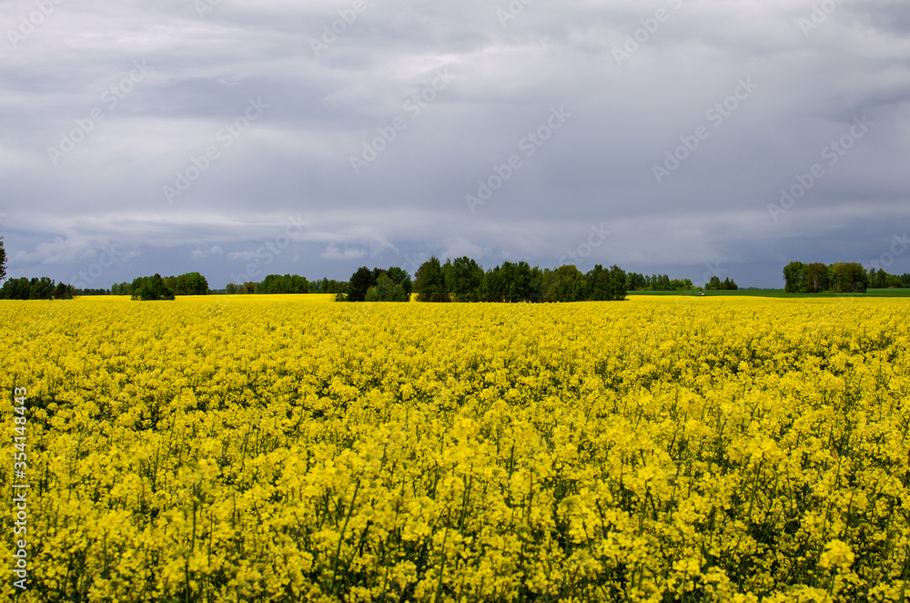 A field of beautiful spring golden rape flower with beautiful clouds. Rapeseed is a plant for the green industry.