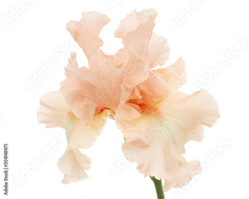 Pink flower of iris  isolated on white background