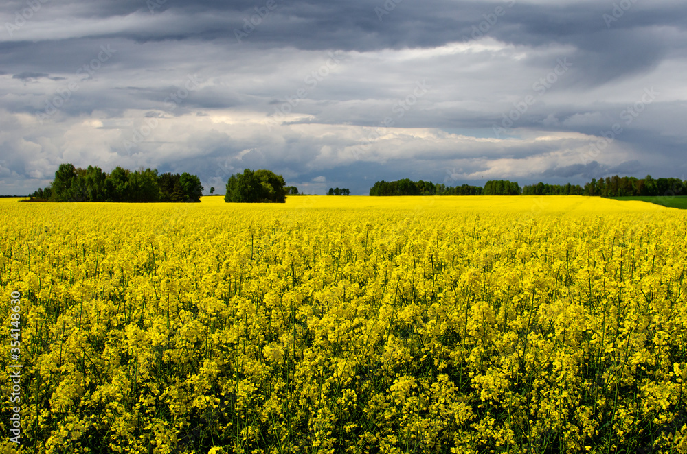 Yellow rapeseed field in spring and beautiful clouds on a blue sky