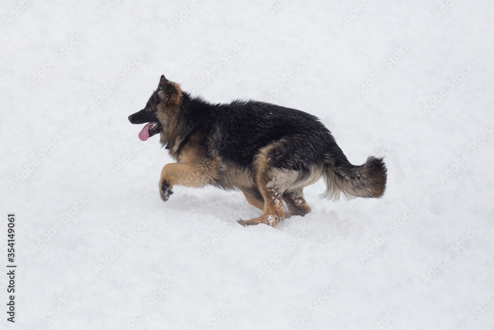 Long haired german shepherd dog puppy is running on a white snow in the winter park. Pet animals.