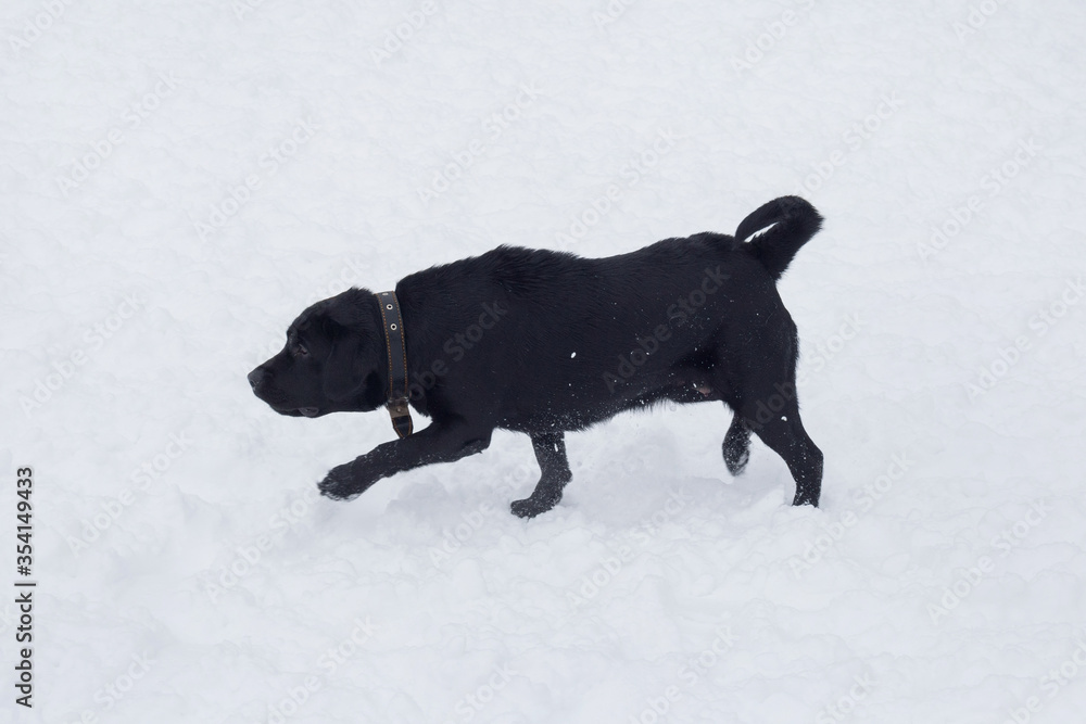 Black labrador retriever puppy is running on a white snow in the winter park. Pet animals.