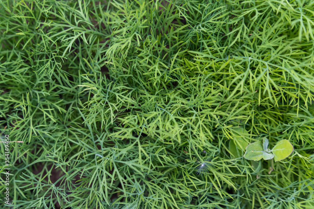Young dill in the garden top view Young dill in the garden top view