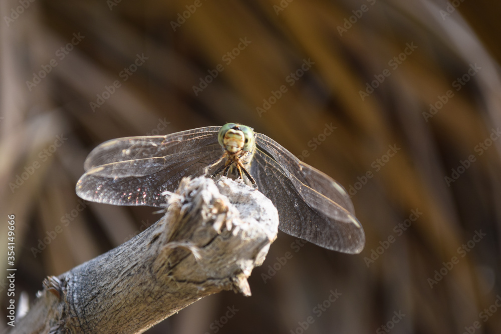 Black Dragonfly on dry wood in park, insect animal macro, outdoor close up nature background Black Dragonfly on dry wood in park, insect animal macro, outdoor close up nature background