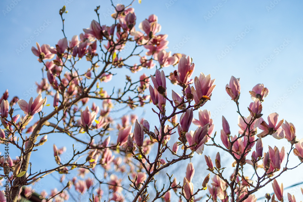 pink magnolia flowers at sunset closeup trees in bloom pink magnolia flowers at sunset closeup trees in bloom