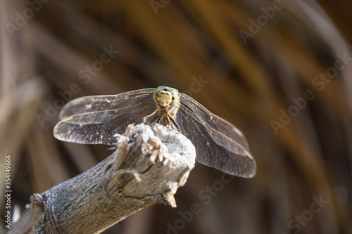 Black Dragonfly on dry wood in park, insect animal macro, outdoor close up nature background