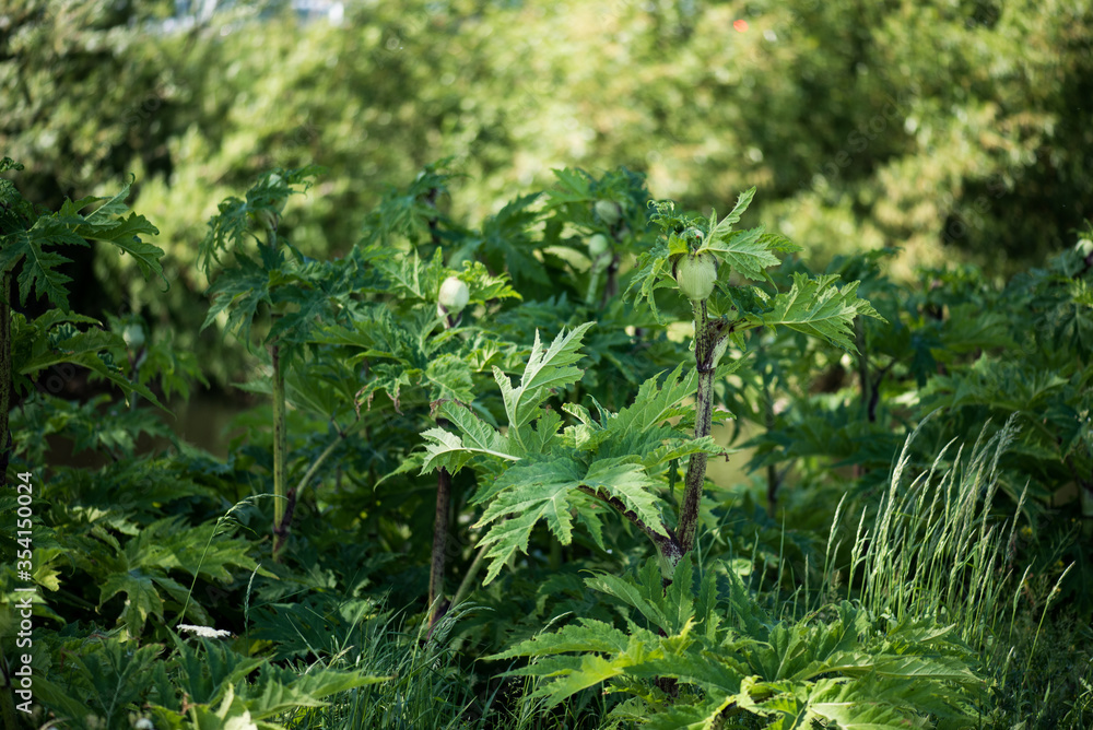 Fototapeta premium Leaves of the Sosnowsky's hogweed (Heracleum sosnowskyi).
