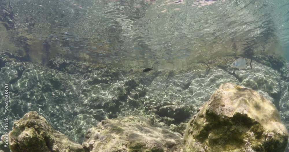 sea bream fish school swim on sea grass vegetation algae underwater relaxing ocean scenery sea bream fish school swim on sea grass vegetation algae underwater relaxing ocean scenery