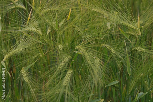 Young green rye grains in the field. Natural corn growing up Fresh  green  young hybrid wheat field in Spring  South-East Europe  with natural afternoon light