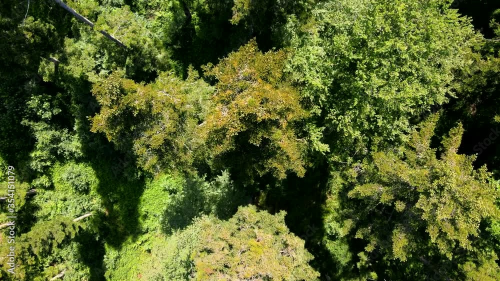 Flight over the treetops with a drone in the southern Black Forest Flight over the treetops with a drone in the southern Black Forest