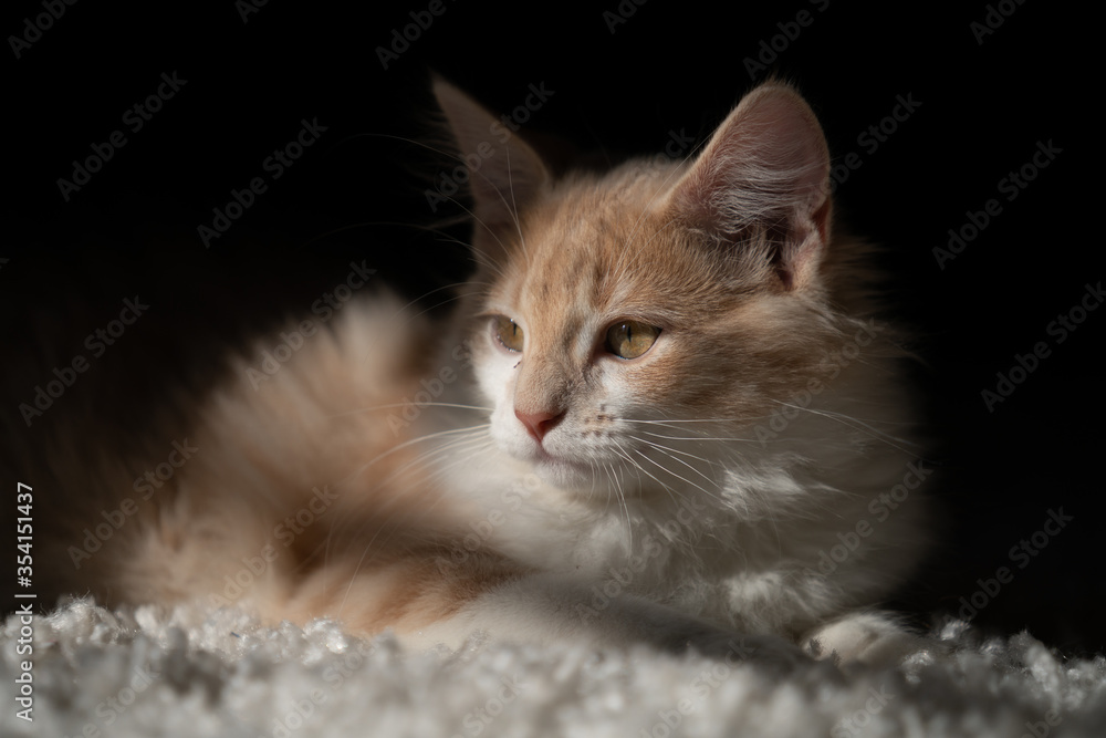 Fototapeta premium little kitten hanging out in the sun