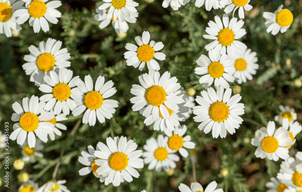 Bloom. Chamomile. Blooming chamomile field, chamomile flowers on meadow in summer, selective focus, blur. Beautiful nature scene with blooming medical daisies on sun day. Beautiful meadow background Bloom. Chamomile. Blooming chamomile field, chamomile flowers on meadow in summer, selective focus, blur. Beautiful nature scene with blooming medical daisies on sun day. Beautiful meadow background