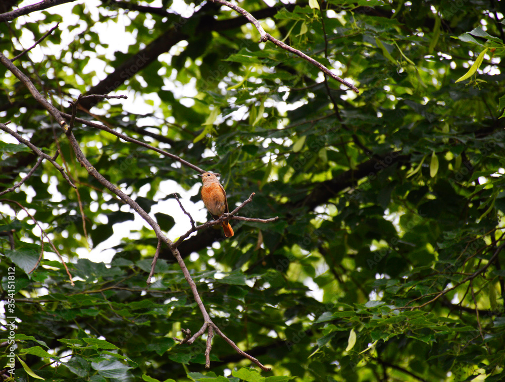 a nightingale sits on a dry tree branch surrounded by green foliage a nightingale sits on a dry tree branch surrounded by green foliage