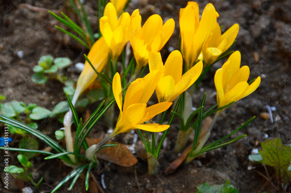 Crocuses are small spring flowers. yellow crocuses blossomed in the flowerbed Crocuses are small spring flowers. yellow crocuses blossomed in the flowerbed
