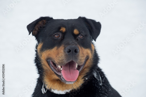 Cute rottweiler puppy isolated on a white background. Pet animals.