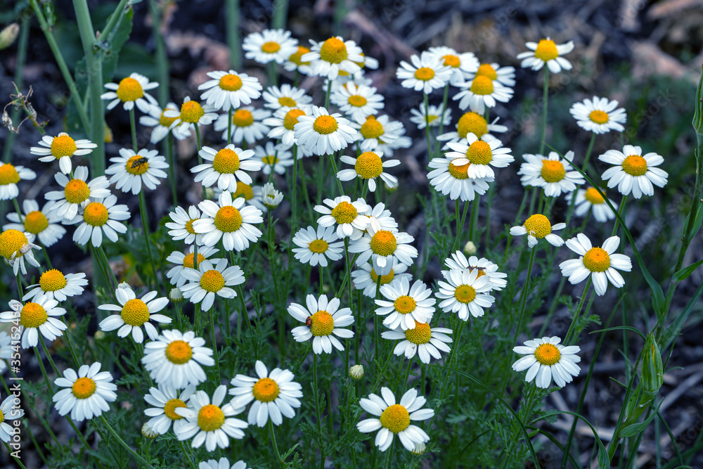 Bloom. Chamomile. Blooming chamomile field, chamomile flowers on meadow in summer, selective focus, blur. Beautiful nature scene with blooming medical daisies on sun day. Beautiful meadow background Bloom. Chamomile. Blooming chamomile field, chamomile flowers on meadow in summer, selective focus, blur. Beautiful nature scene with blooming medical daisies on sun day. Beautiful meadow background