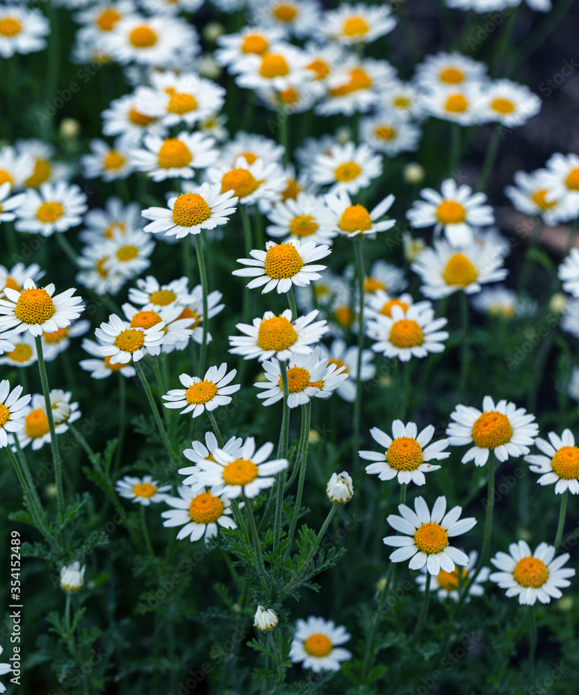 Bloom. Chamomile. Blooming chamomile field, chamomile flowers on meadow in summer, selective focus, blur. Beautiful nature scene with blooming medical daisies on sun day. Beautiful meadow background Bloom. Chamomile. Blooming chamomile field, chamomile flowers on meadow in summer, selective focus, blur. Beautiful nature scene with blooming medical daisies on sun day. Beautiful meadow background