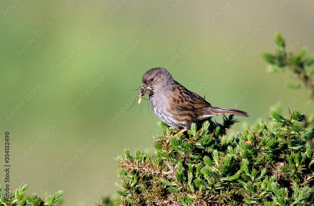Adult dunnock with food for chicks on the moors in Yorkshire England Adult dunnock with food for chicks on the moors in Yorkshire England