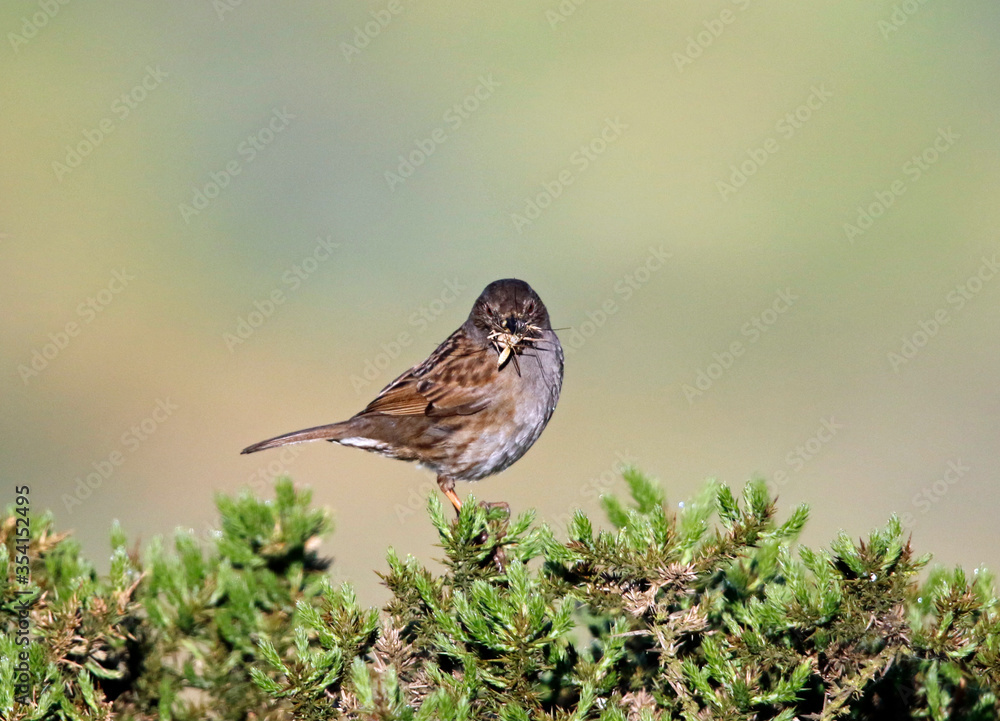 Adult dunnock with food for chicks on the moors in Yorkshire England